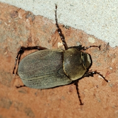 Phyllophaga