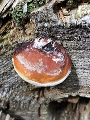 Fomitopsis pinicola
