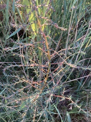 Suaeda maritima