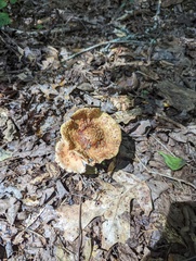 Fungi