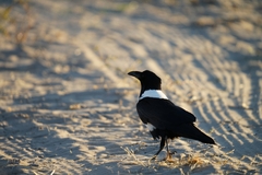 Corvus albus