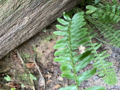 Polystichum acrostichoides