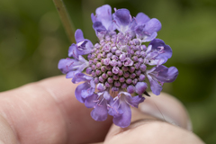 Scabiosa