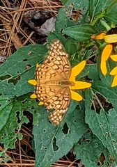 Euptoieta claudia