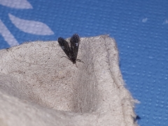 Elophila tinealis
