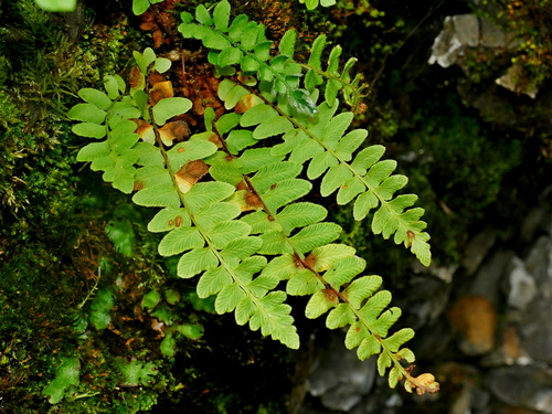 Image of Woodsia polystichoides by (c) Jacy Chen, some rights reserved (CC BY)