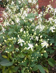 Clematis terniflora