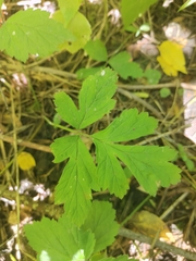 Geum