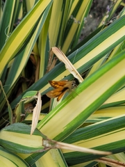 Ochlodes sylvanoides