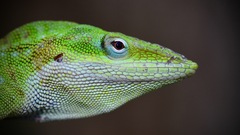 Anolis carolinensis