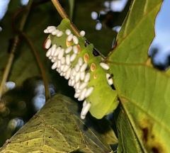 Eumorpha pandorus