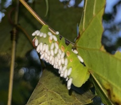 Eumorpha pandorus
