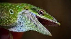 Anolis carolinensis
