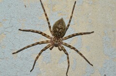 Eusparassus walckenaeri