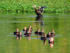 Dendrocygna autumnalis