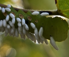 Eumorpha pandorus