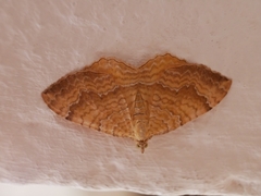 Camptogramma bilineata