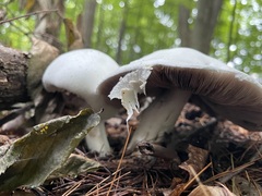 Agaricus arvensis