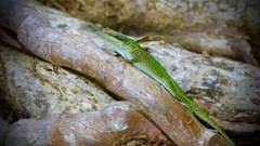 Anolis carolinensis