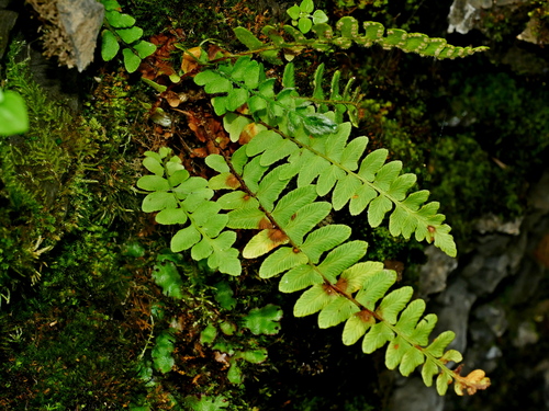 Image of Woodsia polystichoides by (c) Jacy Chen, some rights reserved (CC BY)