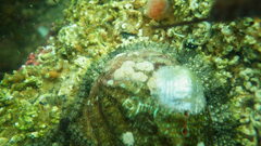 Haliotis tuberculata