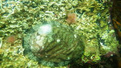 Haliotis tuberculata