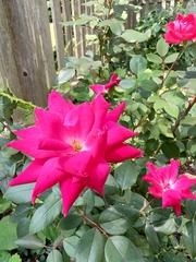 Rosa chinensis