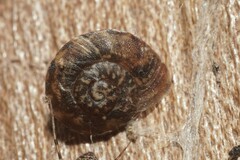 Helicigona lapicida