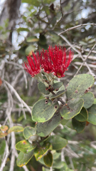 Metrosideros polymorpha
