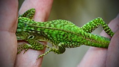 Anolis carolinensis