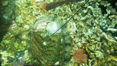Haliotis tuberculata