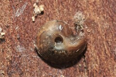 Helicigona lapicida