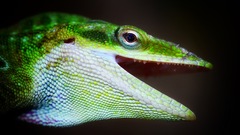 Anolis carolinensis