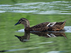 Anas platyrhynchos domesticus