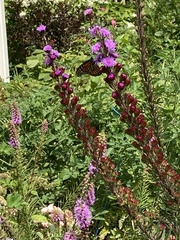 Liatris ligulistylis