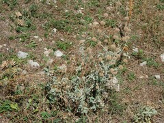 Marrubium incanum