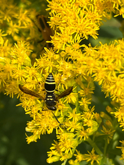 Ancistrocerus catskill