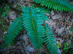 Polystichum acrostichoides