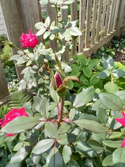 Rosa chinensis