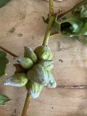 Ampelomyia vitiscoryloides