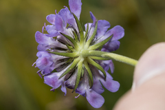 Scabiosa
