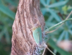 Cicadella viridis