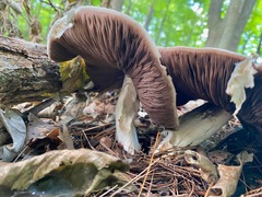 Agaricus arvensis