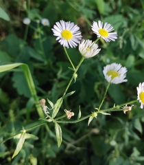 Erigeron strigosus