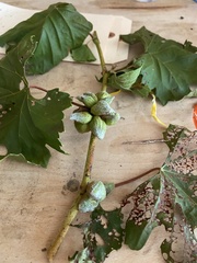 Ampelomyia vitiscoryloides