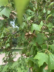 Acer floridanum