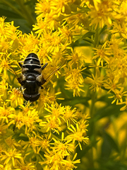 Eristalis dimidiata