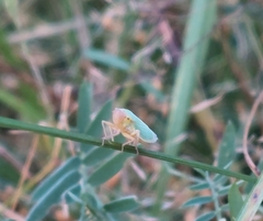 Cicadella viridis