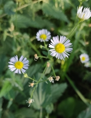 Erigeron strigosus