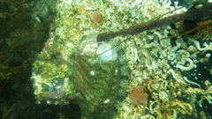 Haliotis tuberculata